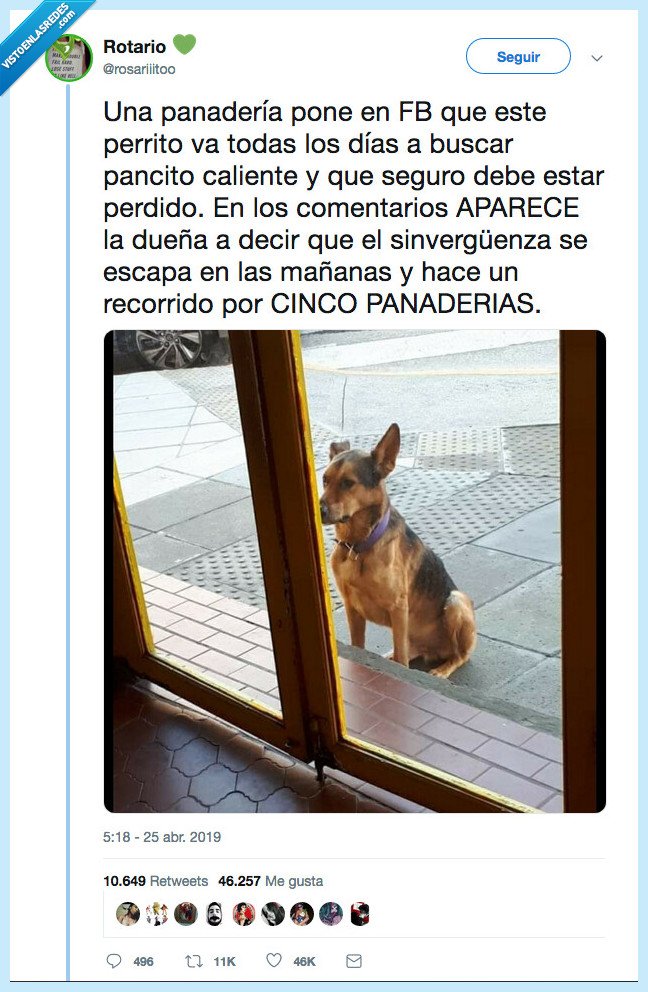 sinvergüenza,mundo,perro,panadero
