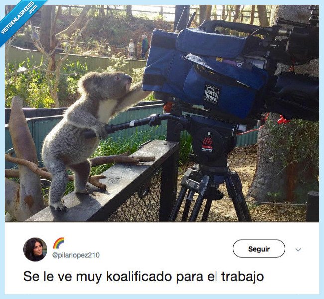 koalificacion,trabajo,se le ve