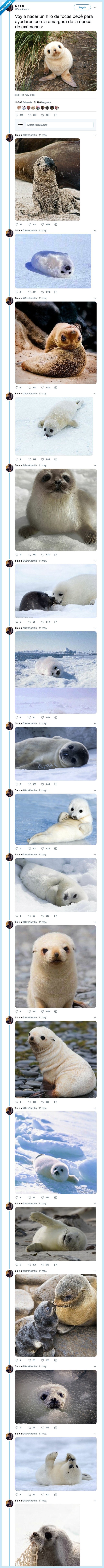 foca,epoca exámenes,hilo,me flipan las focas