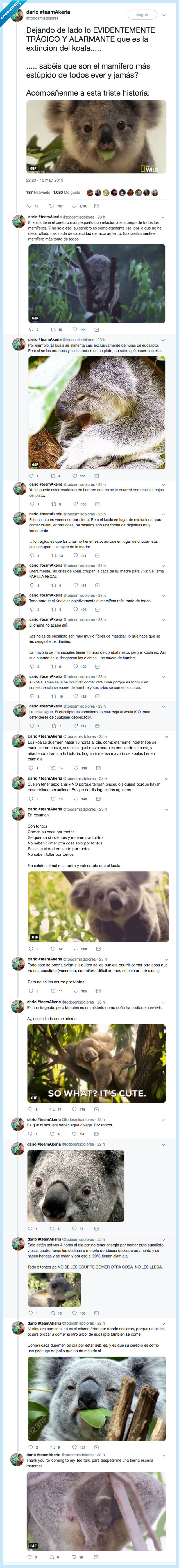 confirmar,koalas,todos,animal estupido