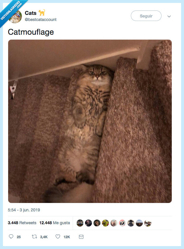 gato,escalera,camuflaje gatuno