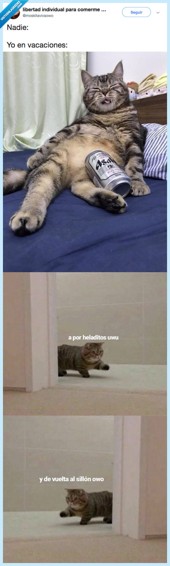 519647 - Necesito ser como ese gato... NECESITO VACACIONES, por @moskitavivaowo
