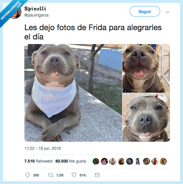 frida,alegrar,pitbull,sonrisa