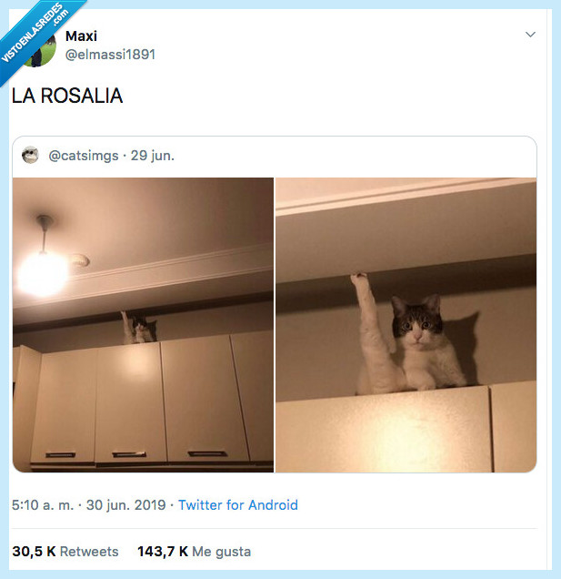 rosalía,bajate,gato,estanteria