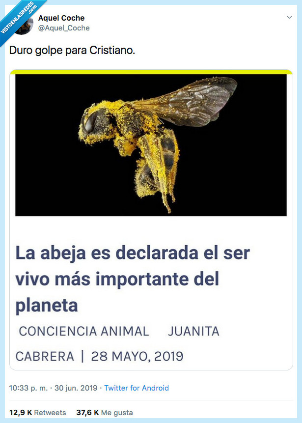 ego,cristiano,abeja,importante