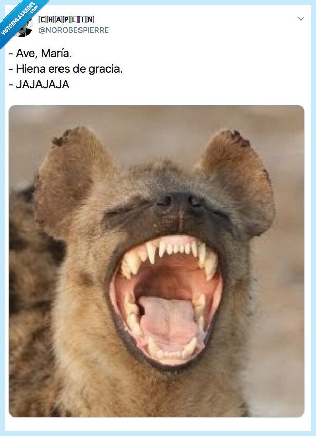 hiena,ave maría,hiena eres de gracia,chiste,meme