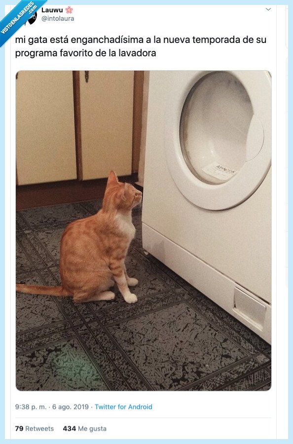 gato,lavadora,enganchado,programa