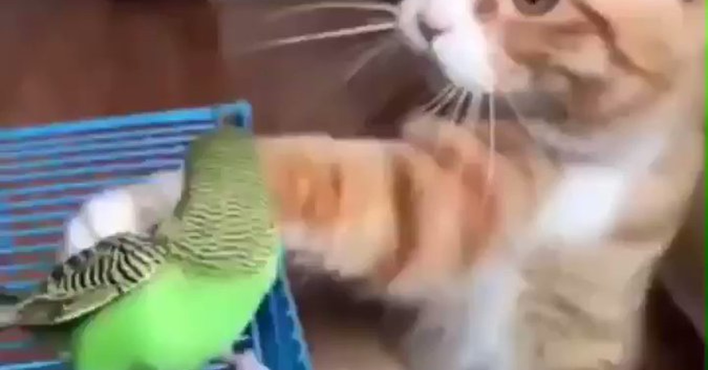 Котик гладит птичку