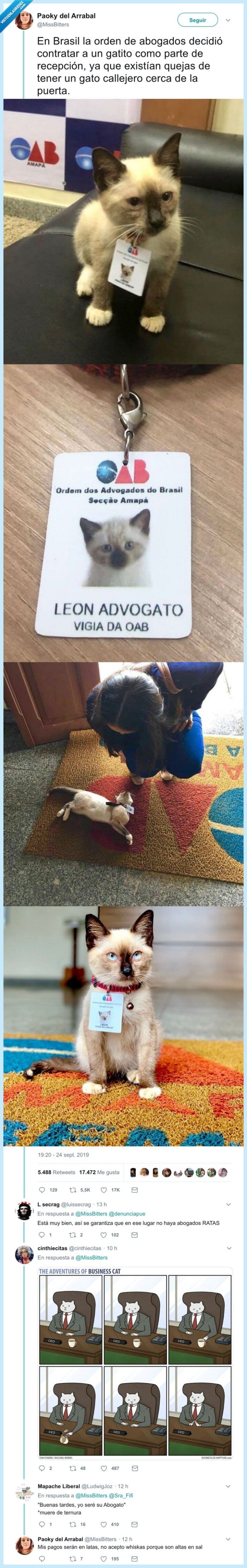 abogado,gato,callejero,trabajo,convención