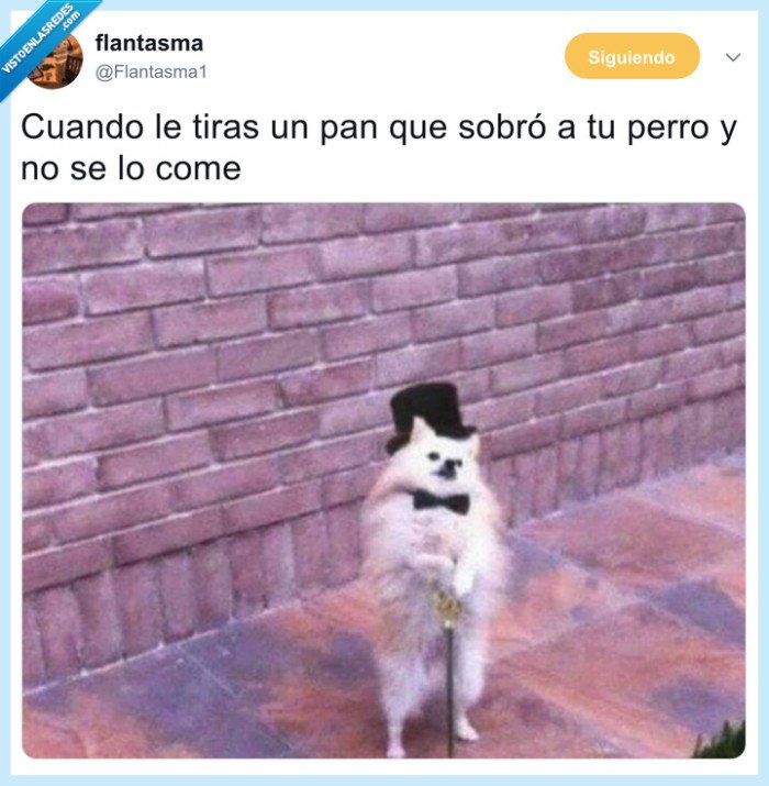 perro,comida,pan