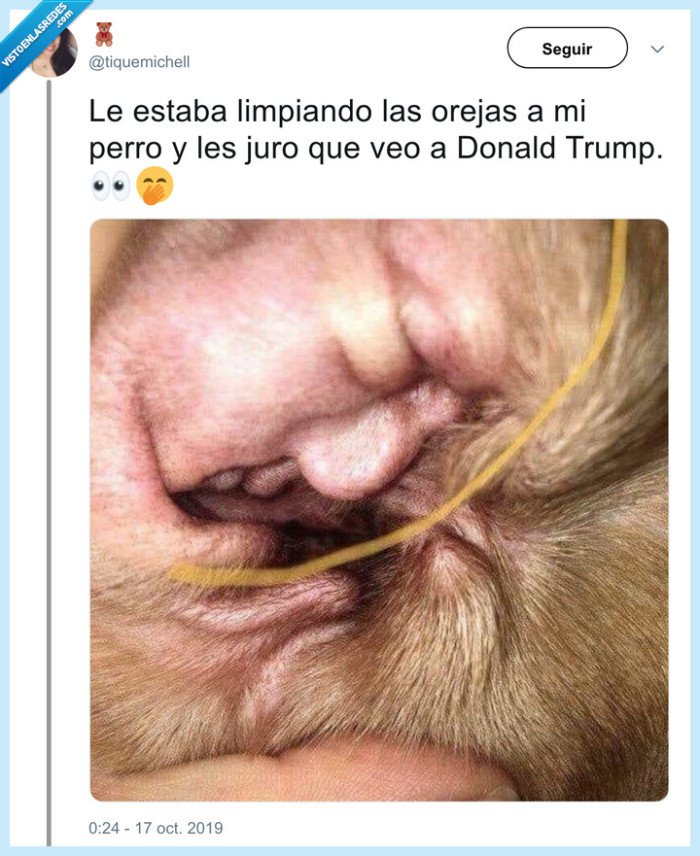 orejas,perro,donald trump