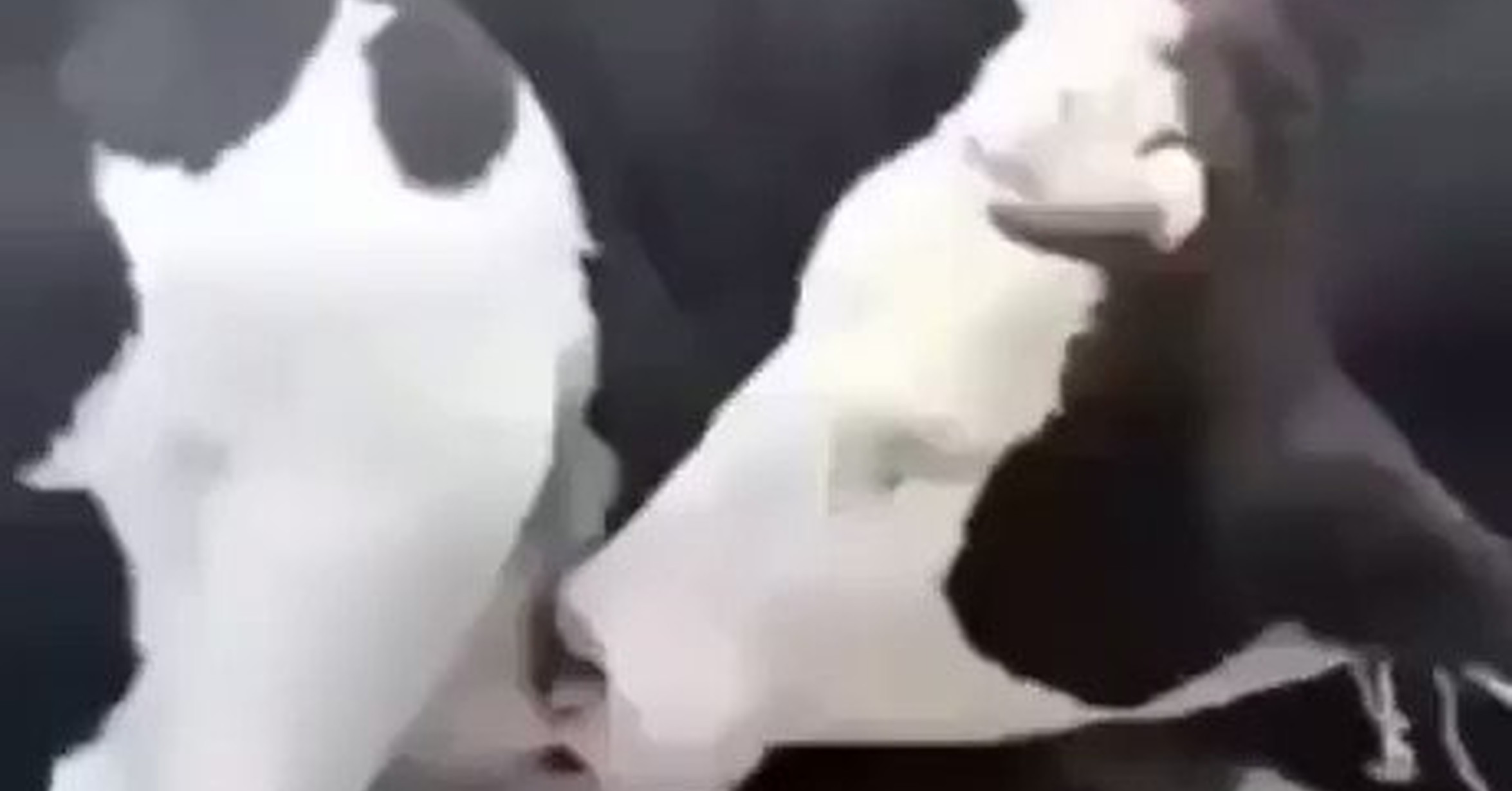 как трахать коров рассказы фото 110