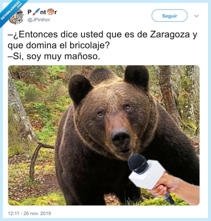 oso,ma&ntilde;o,ma&ntilde;oso,zaragoza