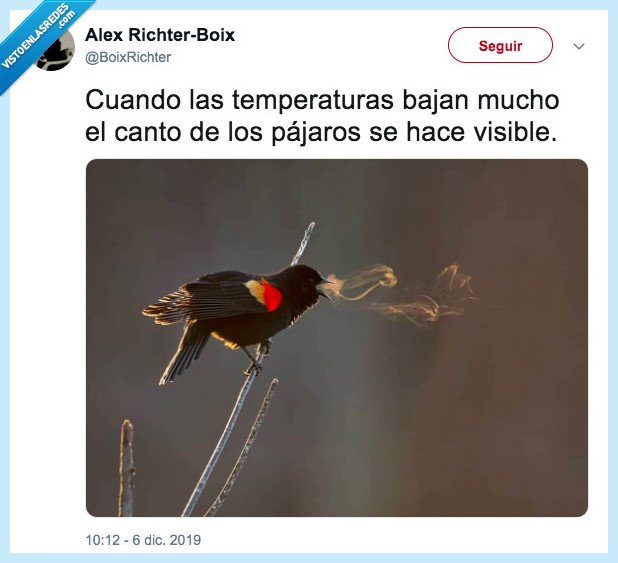 pájaro,frío,aliento,canto