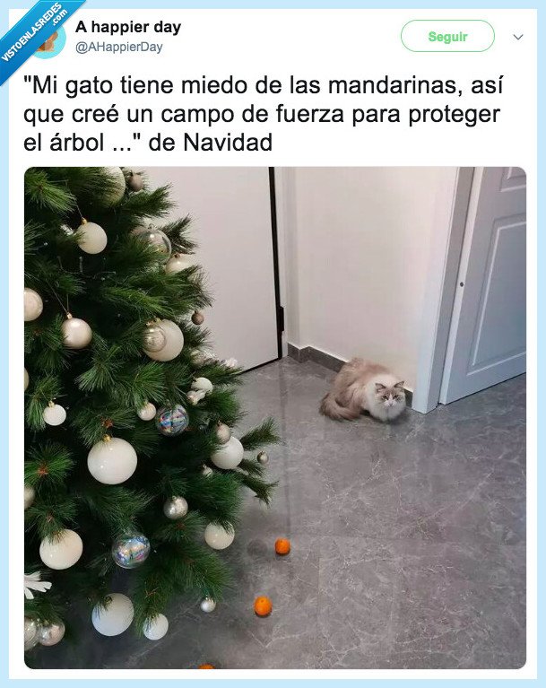 gato,mandarinas,árbol de navidad