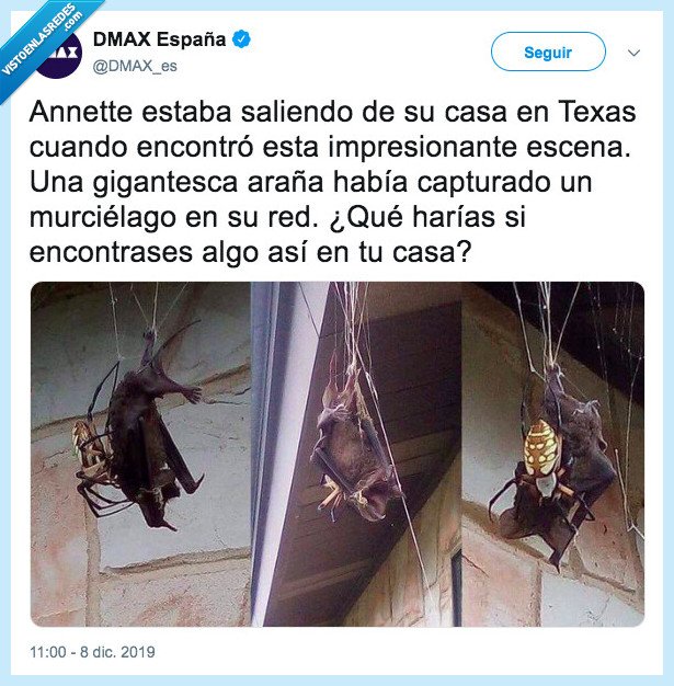 spiderman,batman,ara&ntilde;a,murci&eacute;lago,omg