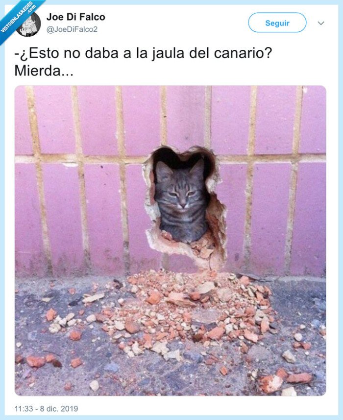 gato,pared,romper