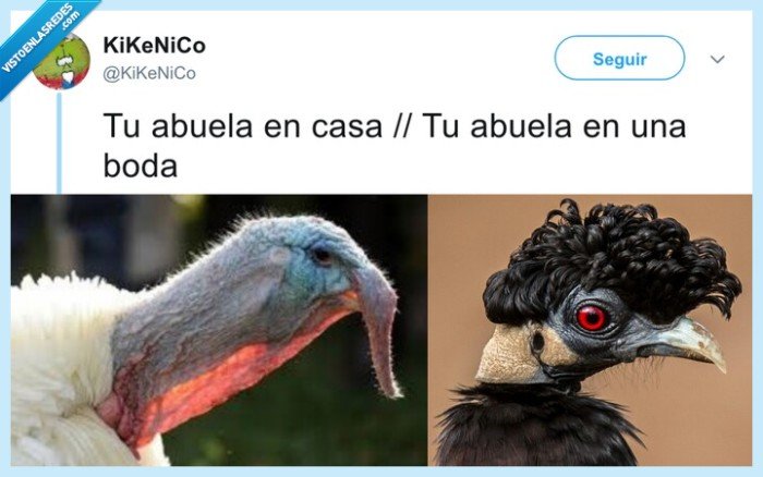 elegante,abuela,mudarse