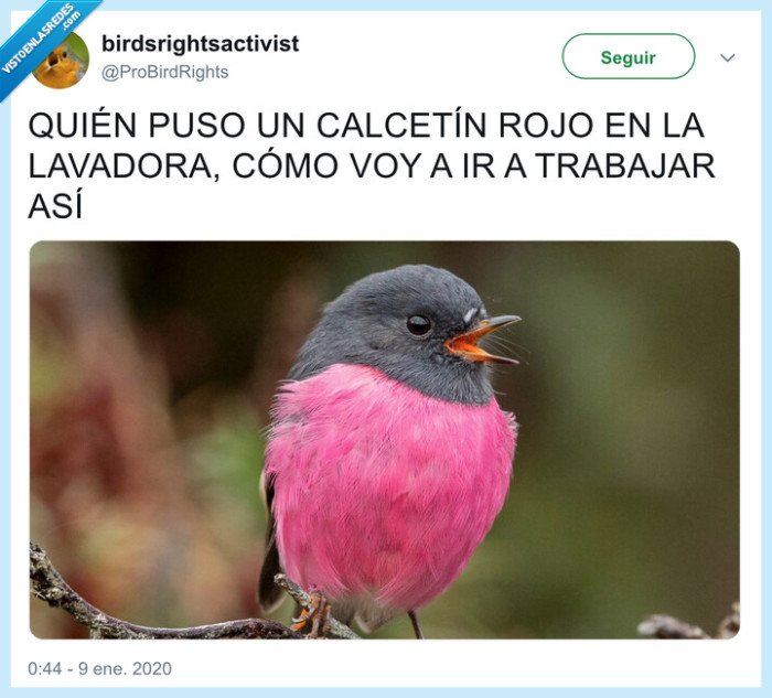 lavadora,rojo,rosa,pájaro
