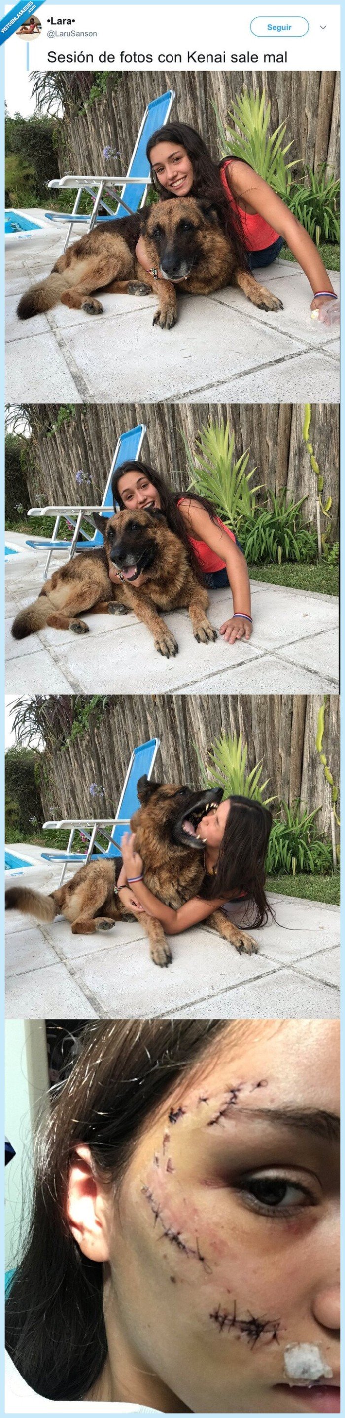 perro,ataque,morder,puntos