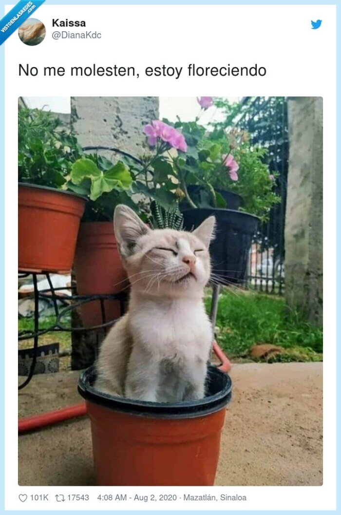 floreciendo,gato,tiesto