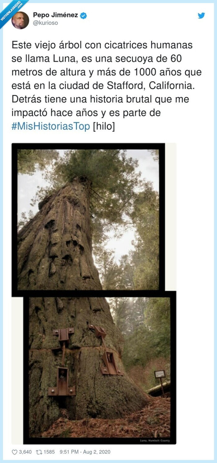 649385 - Este árbol de más de 1000 años representa una de las victorias más grandes de la naturaleza contra la humanidad gracias a una historia alucinante