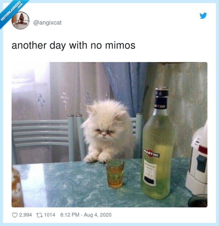 alone,another,bebida,gato,mimos,solo
