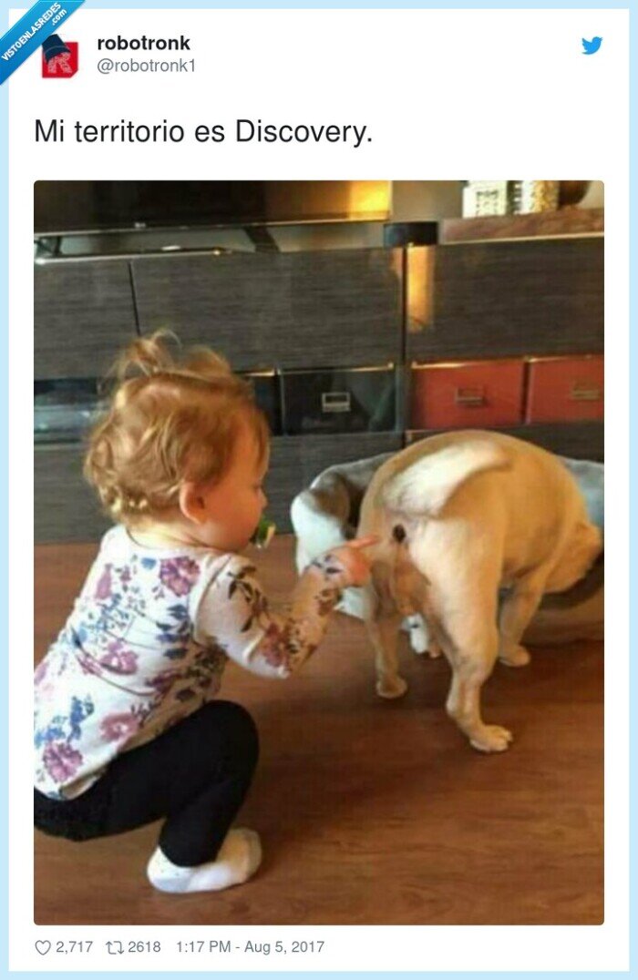 territorio,discovery,perro,niño