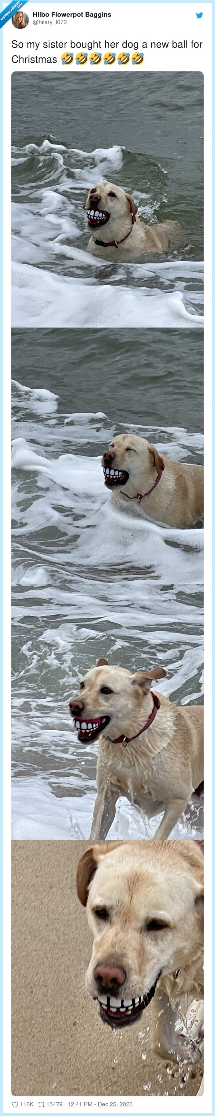 perro,regalo,pelota,dentadura