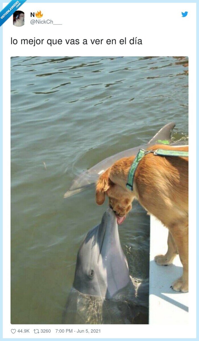perro,delfín