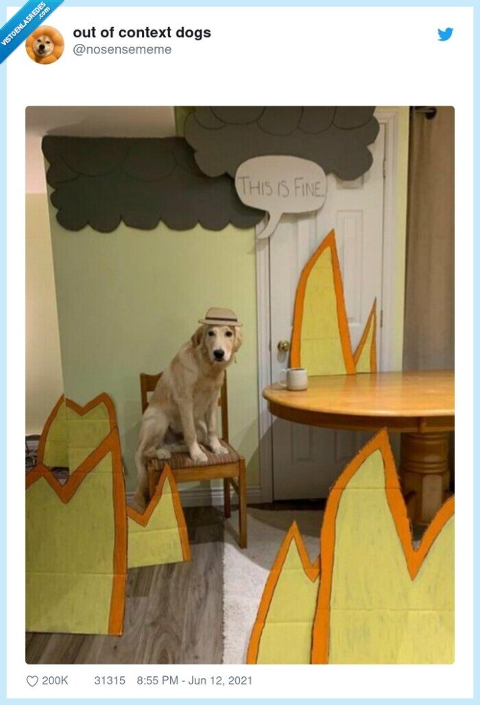 perro,live action,it's fine