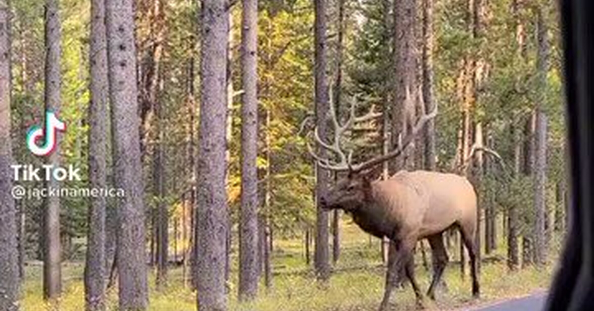 Ревущий олень. Ревущий олень. Олень пукает. Олень кричит ипацо. Звуки оленя.