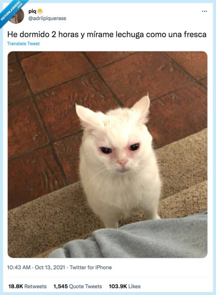 dormido,mírame,lechuga,fresca,horas,gato