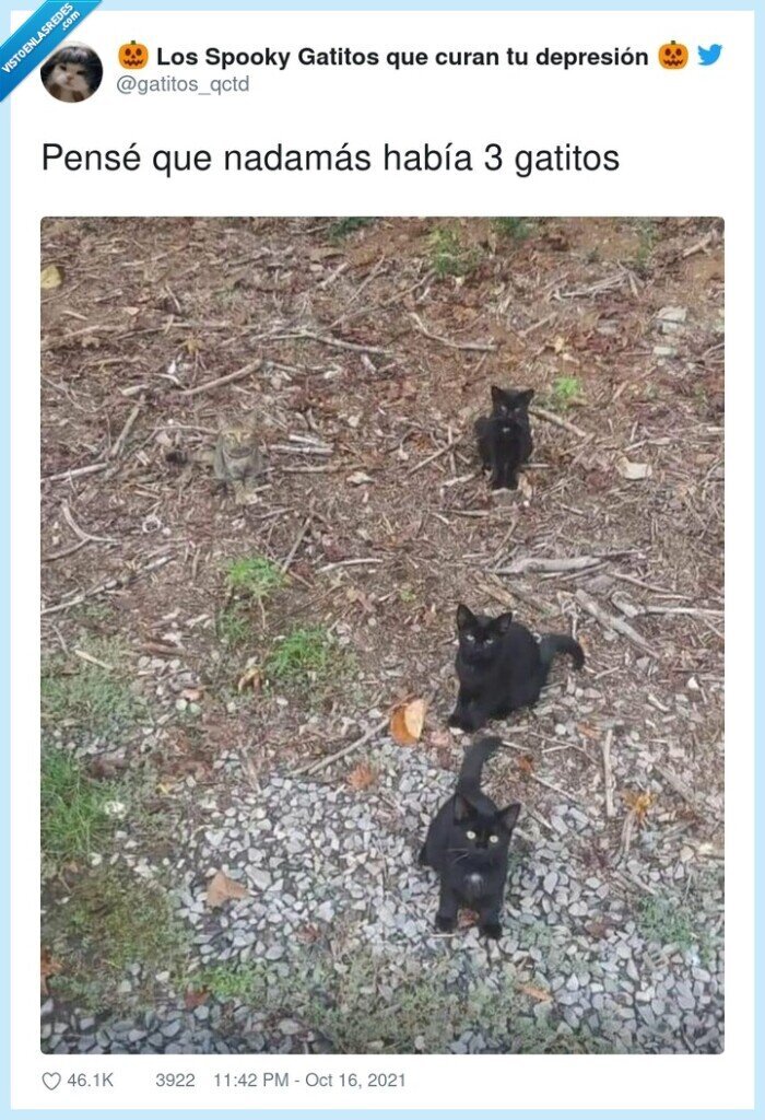 gatos,negros,camuflaje