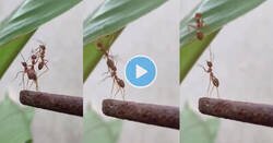 Enlace a El video trágico del día es el de esta hormiga a la que sus colegas la dejan colgada tras haber hecho trabajo en equipo