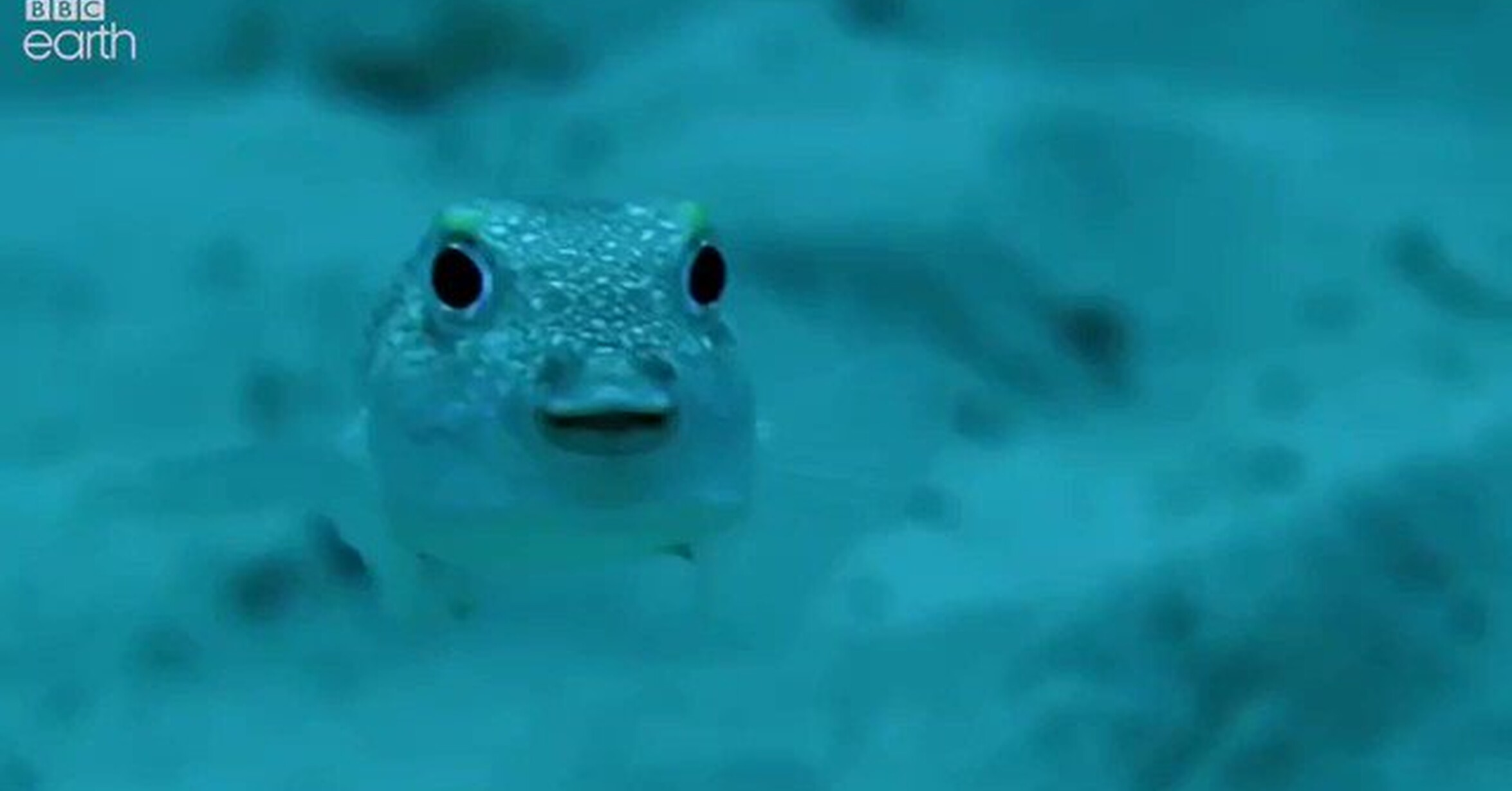 Рыба иглобрюх. Рыба архитектор. Arothron manilensis. Иглобрюх фугу. Рыба которая надувается.