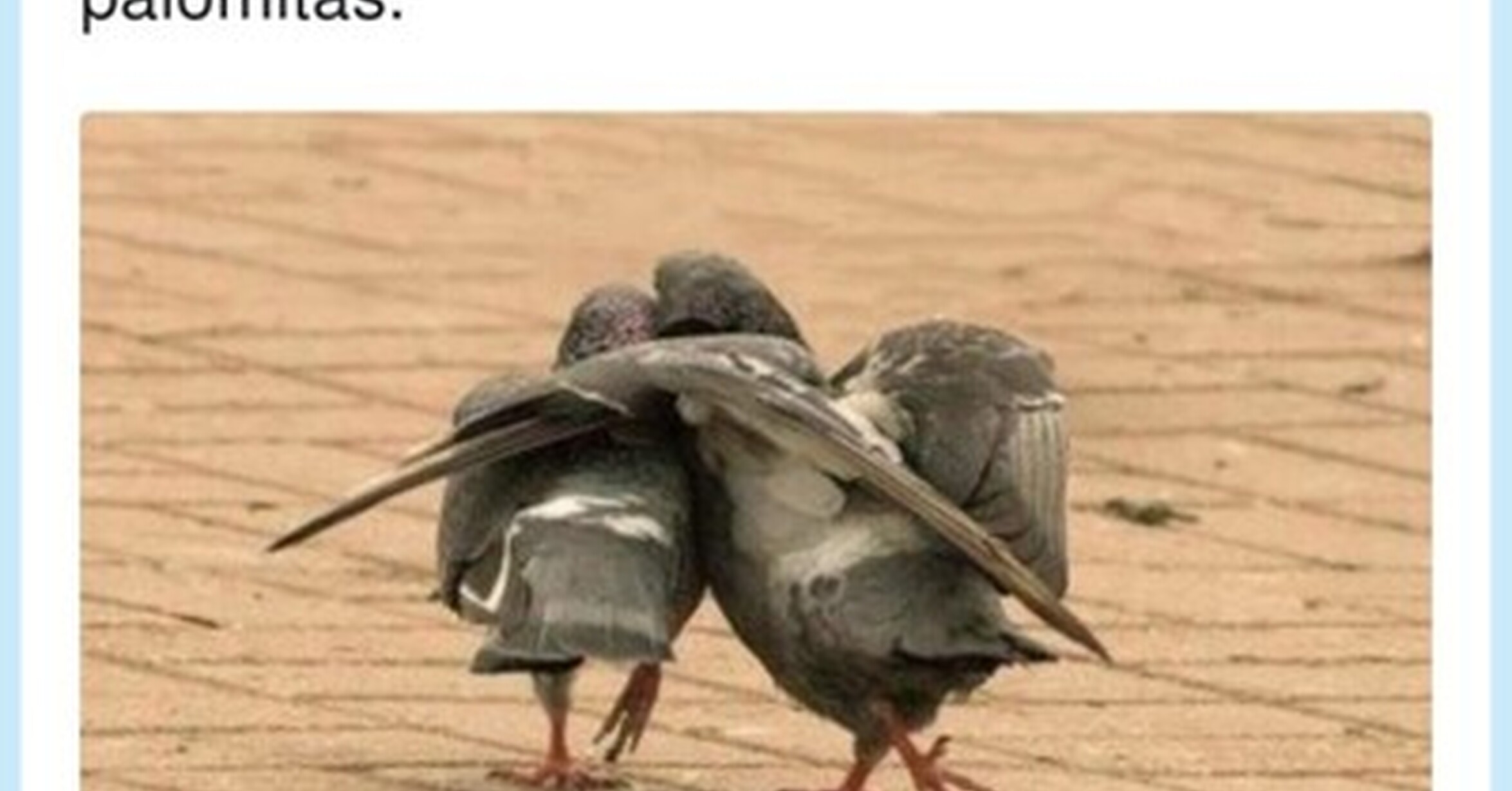 Que significa palomas Que significa palomas