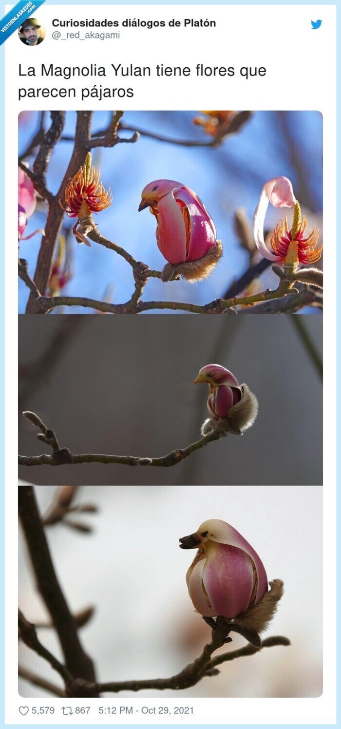 pájaros,magnolia,parecer,flores,yulan