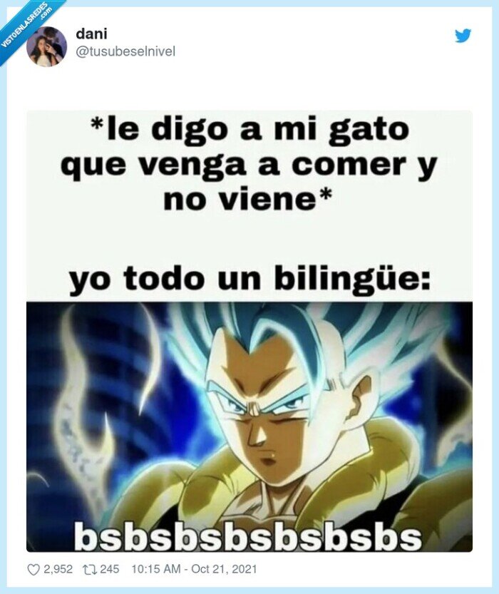 bilingüe,gato,llamar,comer