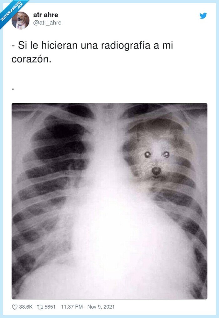 radiografía,corazón,perro