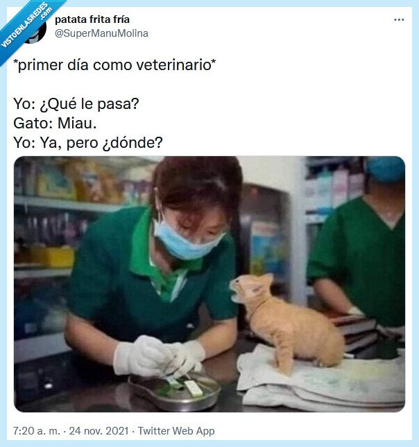 veterinario,gato,primer día