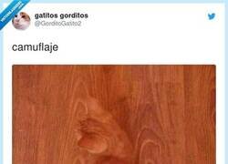 Enlace a Has perdido la oportunidad de decir CatMuflaje, por @GorditoGatito2