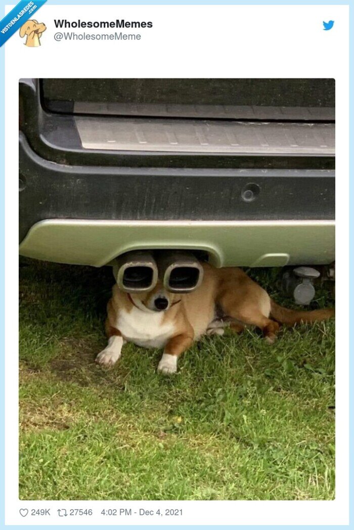 perro,coche,tubo de escape