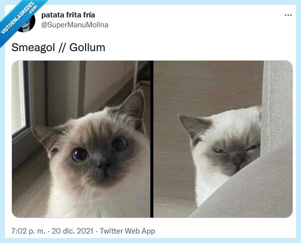 gollum,smeagol,el señor de los anillos,gato