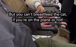 Enlace a El mejor vídeo del año: esta mujer es increpada por amamantar a un bebé en el avión. Pero no es un bebé... y tampoco está vivo