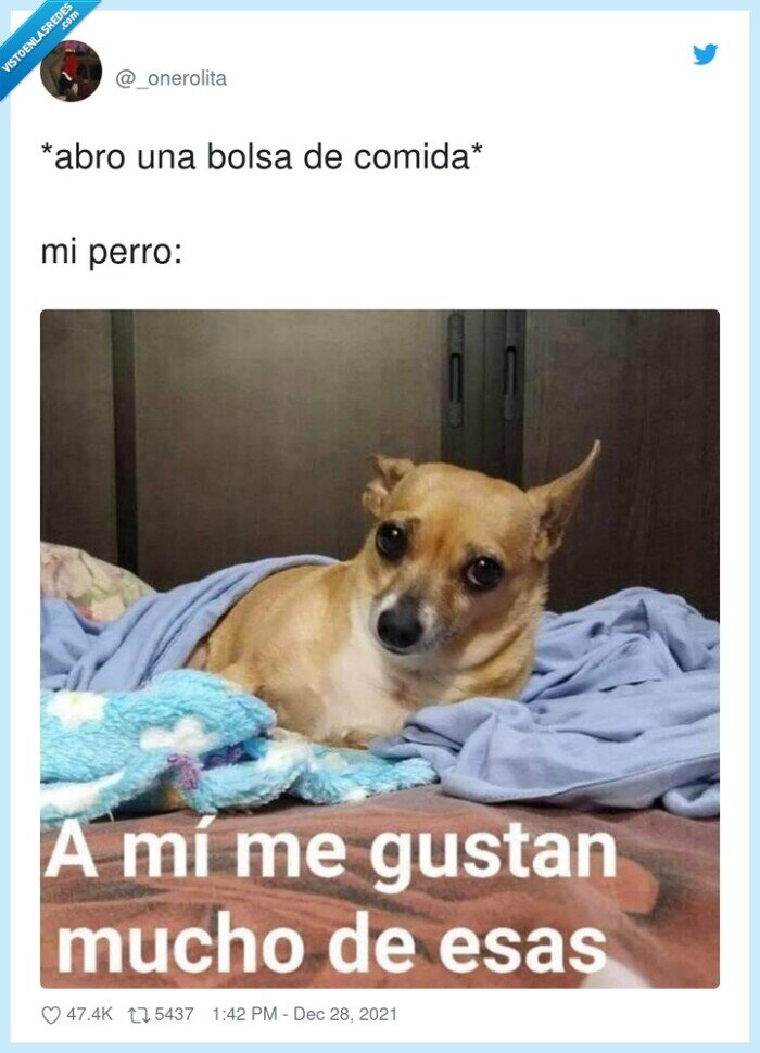 perro,comida,bolsa,abrir