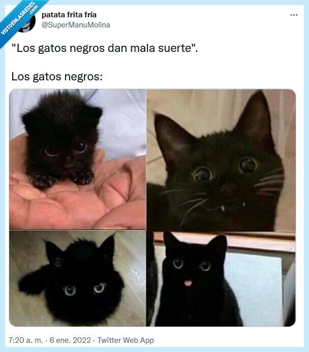 gatos,mala,negros,suerte