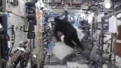 Enlace a El astronauta Mark Kelly subió un disfraz de gorila a la Estación Espacial Internacional y no lo dijo a nadie