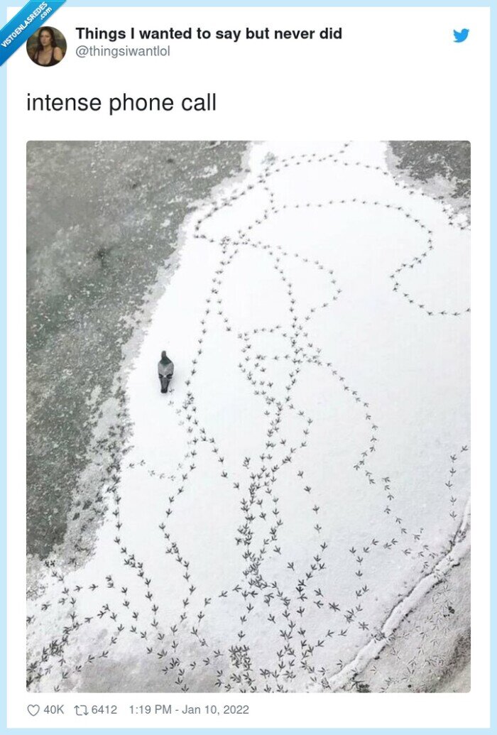 paloma,andar,paseo,telefono,llamada