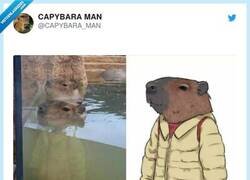 Enlace a La capibara es un animalejo muy elegante, por @CAPYBARA_MAN